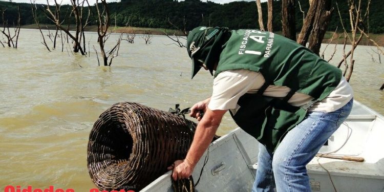 Fim da Piracema: A pesca de espécies nativas volta a ser liberada a partir desta terça, 01