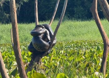 Sucuri de grande porte é avistada por pescadores no interior de Mercedes