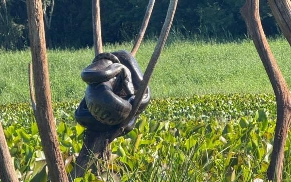 Sucuri de grande porte é avistada por pescadores no interior de Mercedes